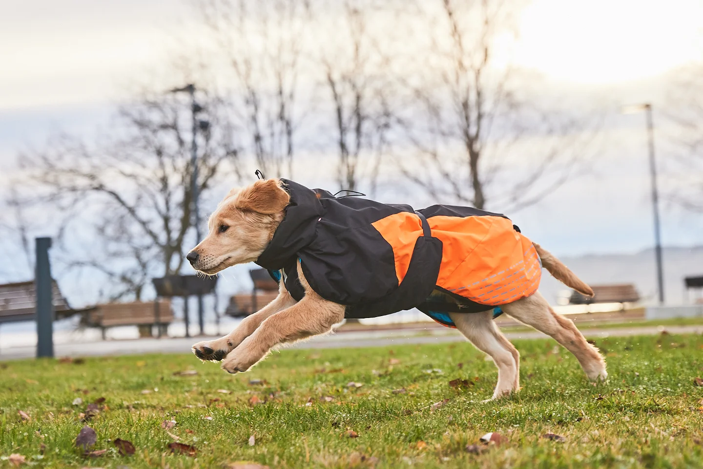 Non stop dogwear insulated dog coat review The Independent